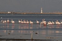 Las aves acuáticas aumentan en el Delta de l'Ebre y llegan a las 257.000 este invierno