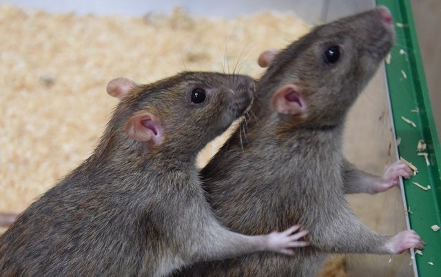 Una rata acicala a otra en el experimento