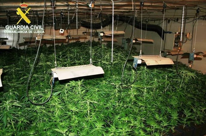 Plantació de marihuana localitzada a Torà (Lleida)