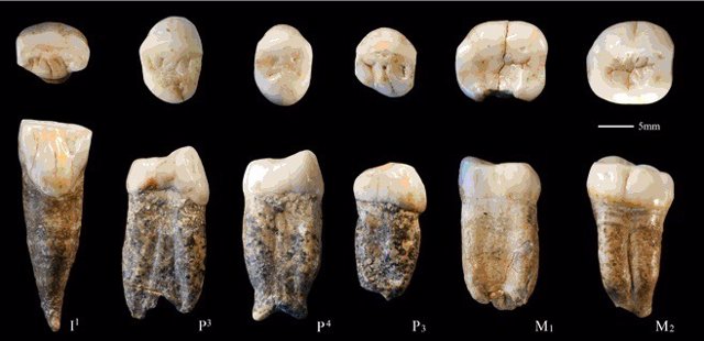 Dientes fósiles originales del 'hombre de Pekín', 'Homo erectus' hallado en Chin