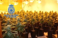 Nueva operación contra el fraude de luz en Granada con tres detenidos y 329 plantas de marihuana intervenidas