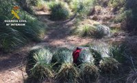 La Guardia Civil denuncia a seis personas por cortar plantas en un espacio protegido de Capdepera