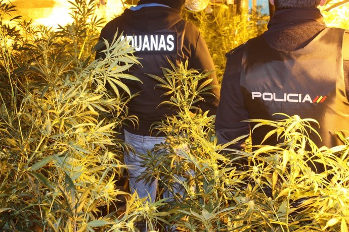Plantación de marihuana en 'El Hoyo' (Mallorca)