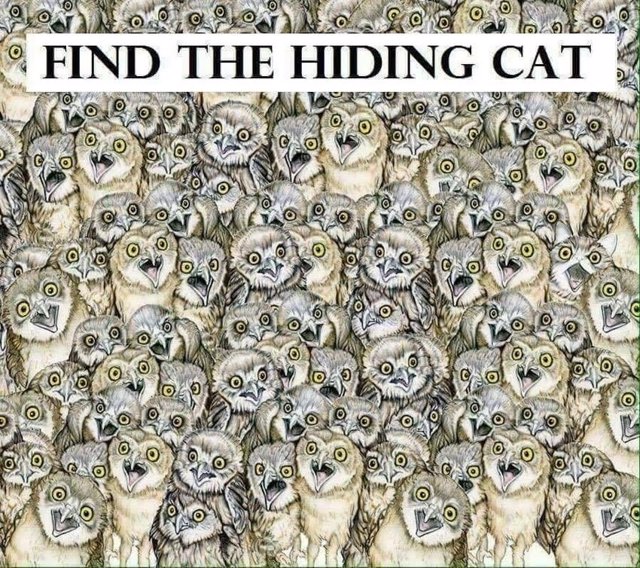Encuentra al gato