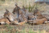 El PSOE reclamará en el Senado al Gobierno que proteja al lince ibérico, especialmente de los atropellos