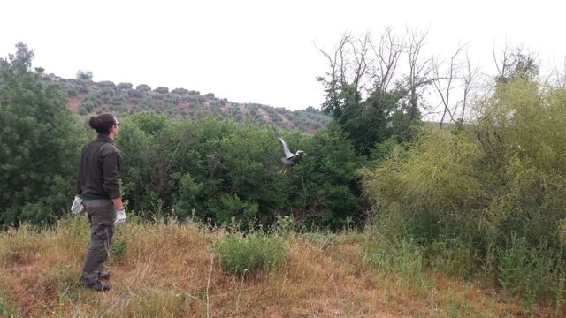 Un profesional trabaja con un ejemplar ingresado en el CREA Quiebrajano.