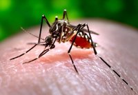 Dos muertos y 542 casos de dengue diagnosticados en Paraguay