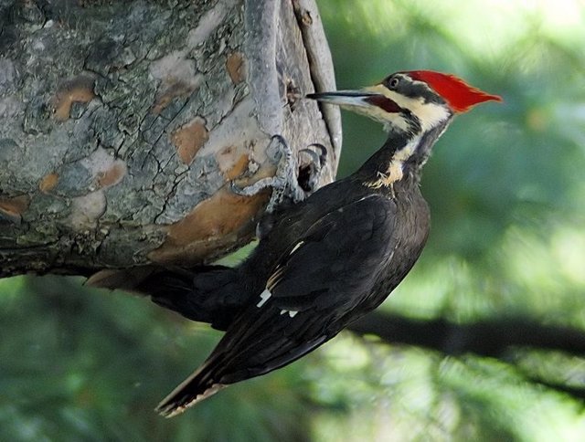 Pájaro carpintero