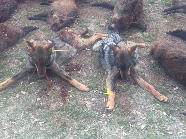 Imagen de una batida de caza con dos lobos muertos difundida en Redes Sociales