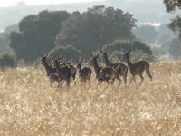 Cs insta a la Junta a explicar los criterios para autorizar la caza de ciervos y muflones en una finca mallada
