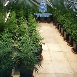 Plantación de marihuana intervenida por la Policía Nacional