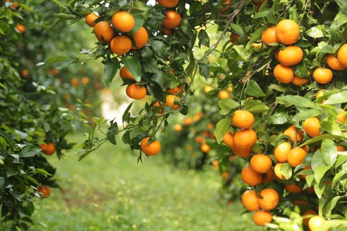 Mandarina de la variedad Orri producida en Huelva.