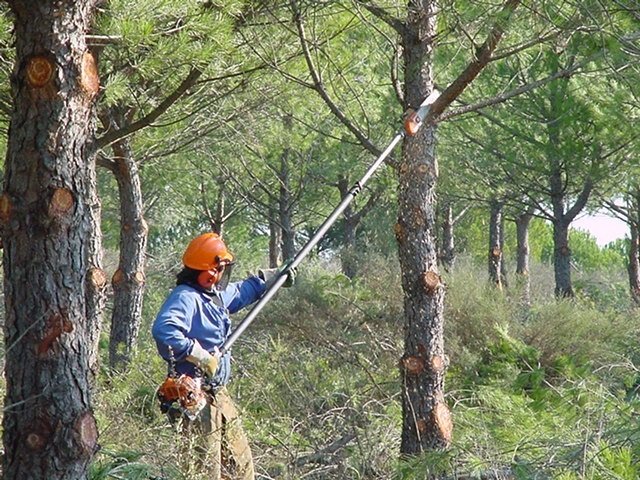 Trabajos forestales para prevenir incendios en Andalucía                      