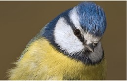 Herrerillo común (Cyanistes caerulus)