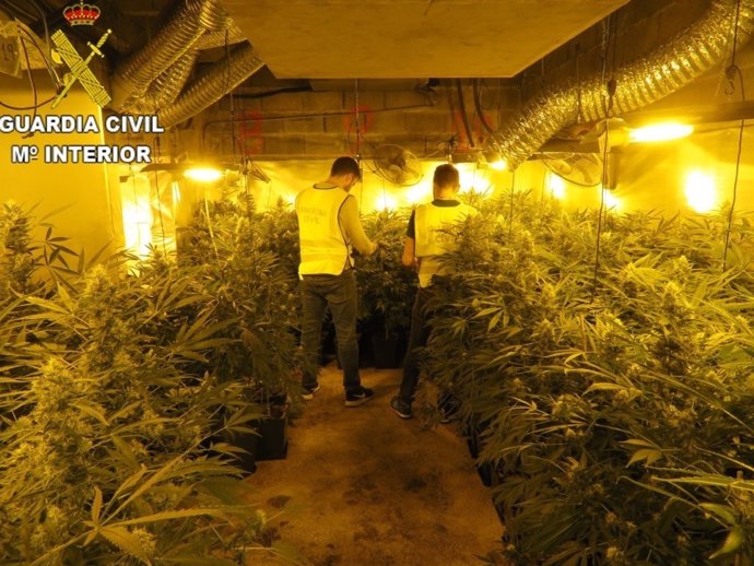Desmantelan un cultivo de 2.000 plantas de marihuana en la Pobla