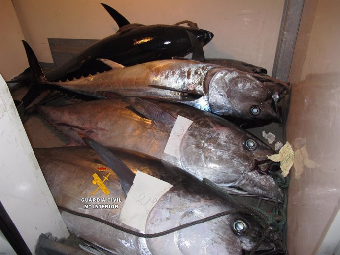 Atún rojo atunes pesca ilegal 