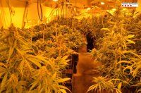 Cuatro detenidos por cultivar 1.200 plantas de marihuana en dos casas de Lloret de Mar (Girona)