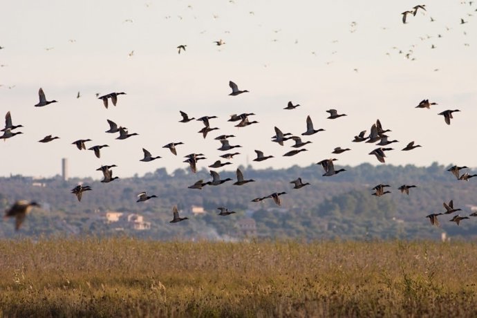 Aves en zonas húmedas
