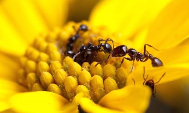 Ejemplares de Solenopsis xyloni