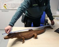 Intervienen en Tarragona un cocodrilo disecado que se vendía por Internet