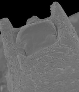 Espècie 'Biconcavus batmani' descoberta a més de 1.000 metres de profunditat
