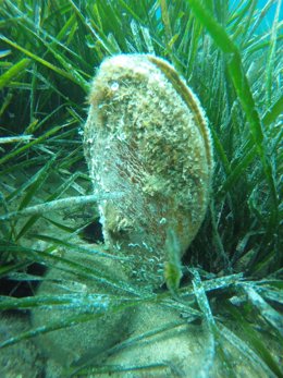 Nacra en las praderas de posidonia en el Mediterráneo