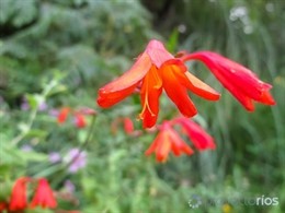 Especie invasora 'Croscomia'