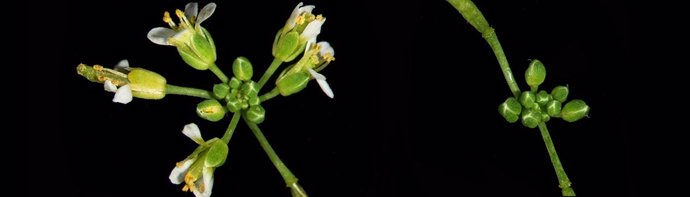 Una planta de Arabidopsis en fase de floración