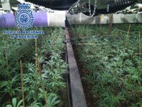 Detenidos seis chinos que cultivaban más de 1.600 plantas de marihuana en un invernadero de Leganés