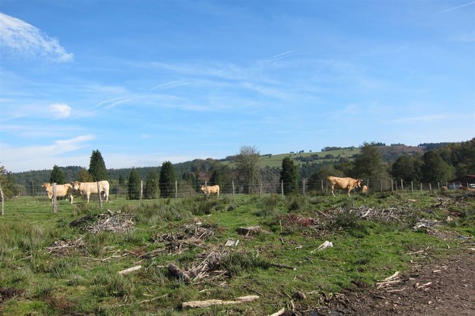                 Vacas               
