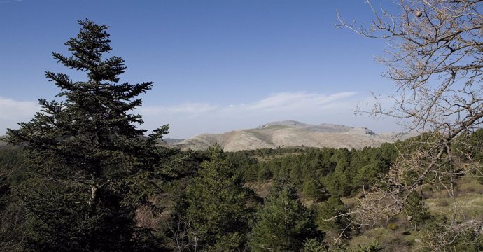Sierra de las Nieves Parque Nacional tercero de Andalucía Málaga naturaleza 