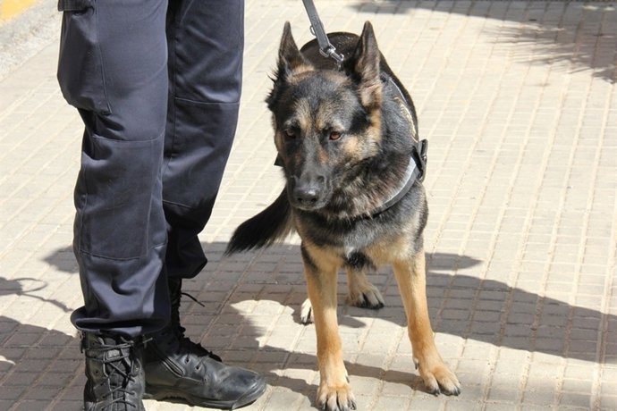 Gossa policia (ARXIU)