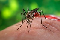 Confirman la tercera muerte por dengue en lo que va de año en Paraguay