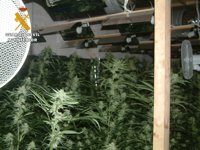 Desmantelada en Aguilar (Córdoba) una plantación de marihuana tipo 'indoor' de alto rendimiento