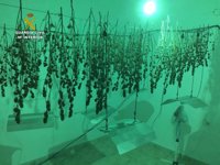 Dos detenidos y 434 plantas de marihuana intervenidas en Algaida