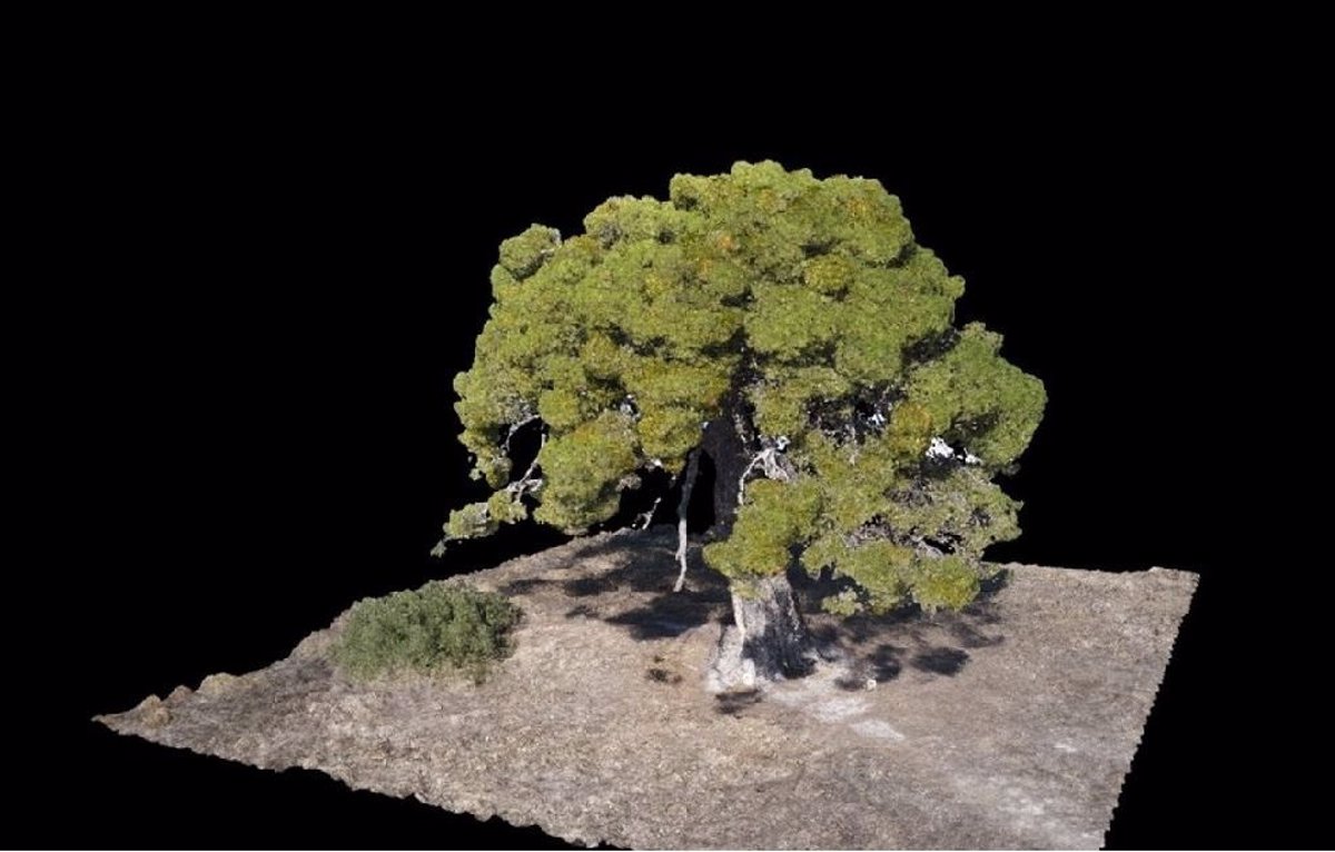 Un archivo web muestra los árboles monumentales declarados singulares de  Aragón