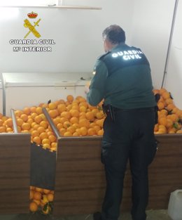 La Guardia Civil recupera 2.500 kilos de naranjas que habían sido robadas.