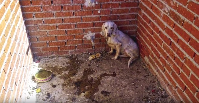 55 Perros Maltratados En 'La Finca De Los Horrores', En Villa Del Prado