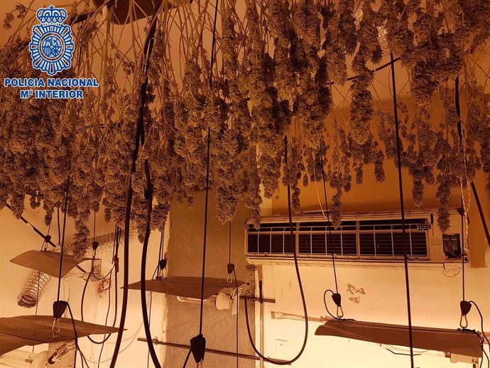 Desarticulado un grupo que plantaba y distribuía marihuana en Almería