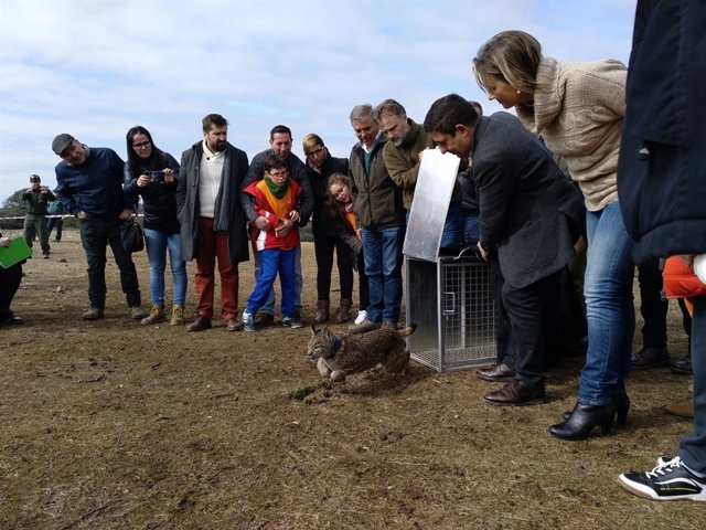 Suelta de las hembras de lince Ofelia y Olavide en el término de Viclhes.