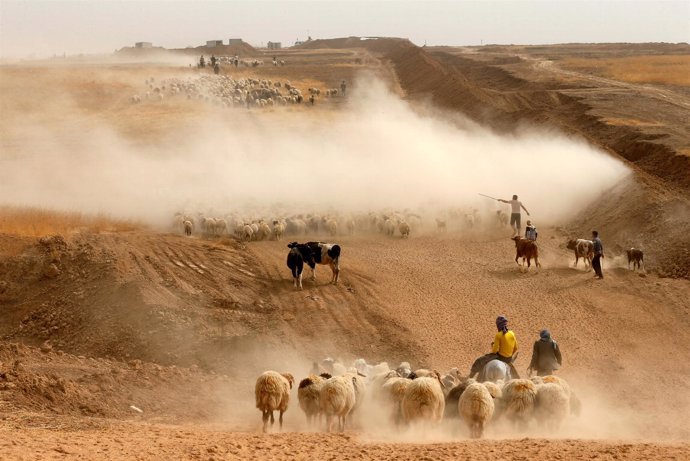 Desplazados por la ofensiva en Mosul con su ganado