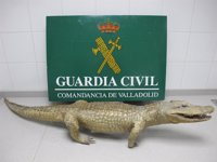 El Seprona interviene un caimán disecado expuesto en un comercio de Valladolid