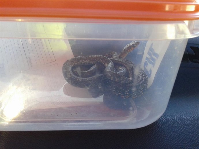 Serpiente de herradura culebra capturada reptil animal 