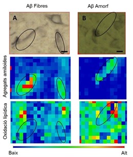 Imagen de agregados analizados en Alba y Grenoble