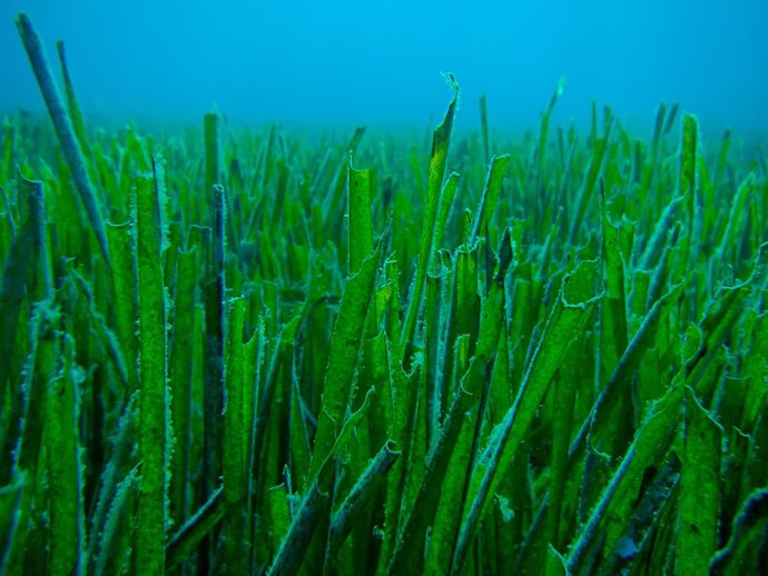 Posidonia oceánica en el Mediterráneo