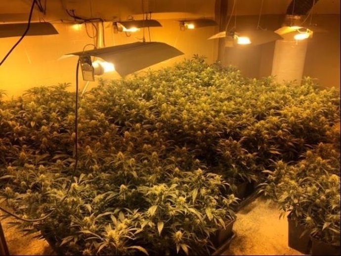 Plantación de marihuana intervenida por la Guardia Urbana