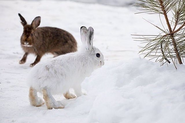Conejos marrón y balnco coexisten en la nieve