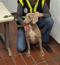 Detenido en Fuengirola por robar un perro de raza a su vecino de urbanización