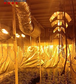 Plantación de marihuana Santa Coloma de Farners