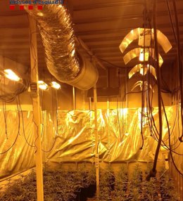 Plantació de marihuana Santa Coloma de Farners